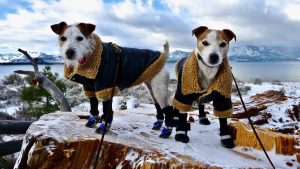 Best Hiking Boots for Dogs